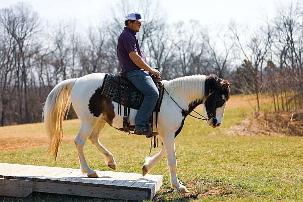 family-horse-tennessee-walking