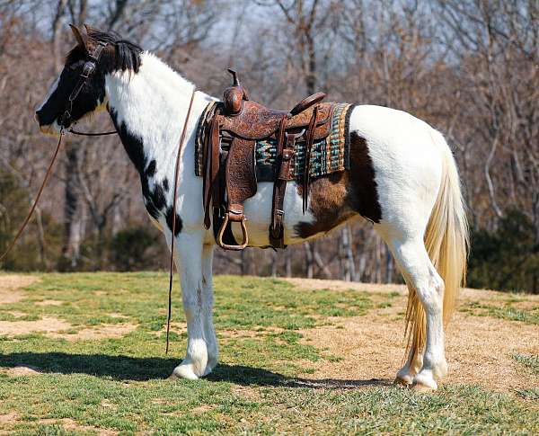 trail-tennessee-walking-horse