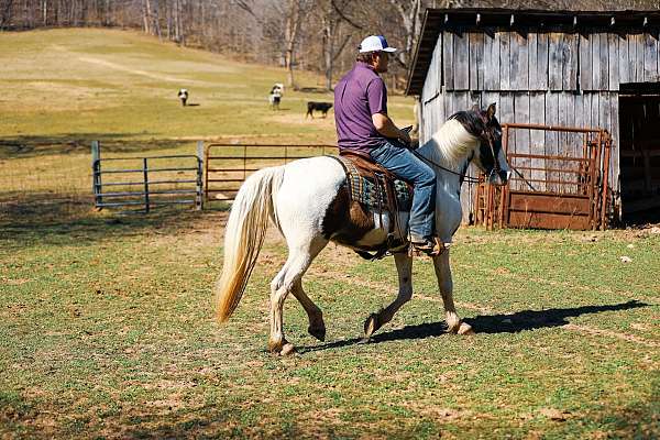 all-around-tennessee-walking-horse