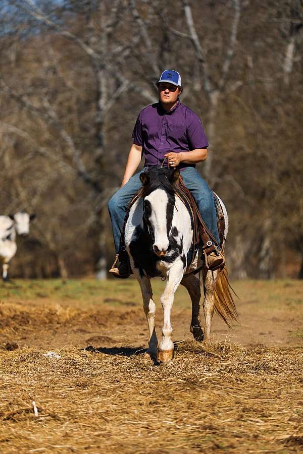 spotted-saddle-horse-tennessee-walking