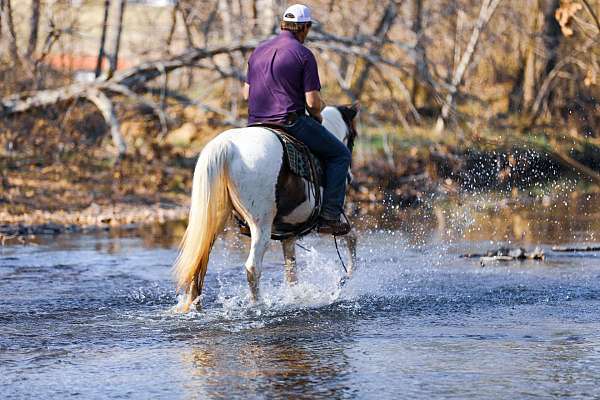 athletic-tennessee-walking-horse