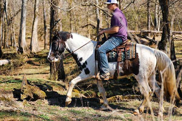 beginner-tennessee-walking-horse