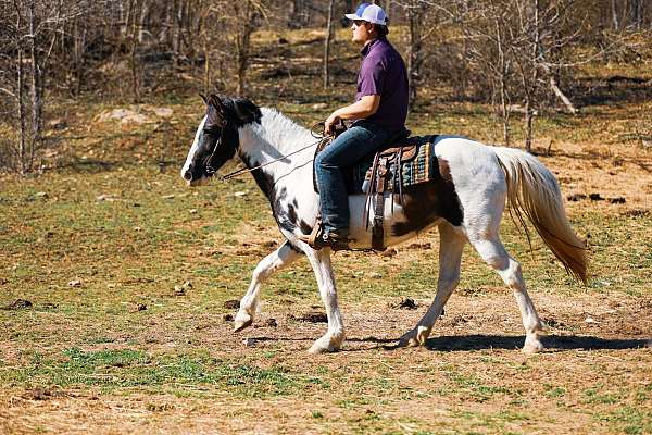 experienced-tennessee-walking-horse