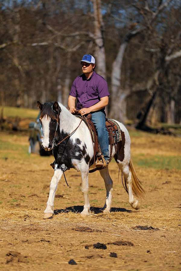 flashy-tennessee-walking-horse