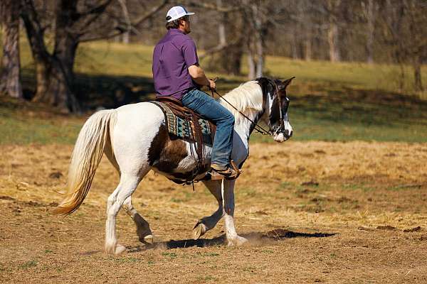 husband-safe-tennessee-walking-horse