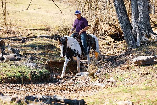 kid-safe-tennessee-walking-horse