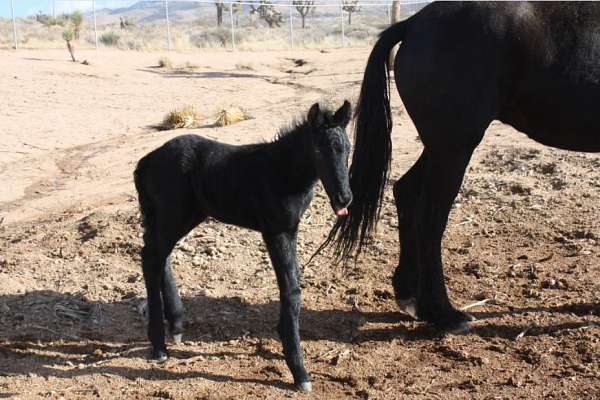 breeding-friesian-horse