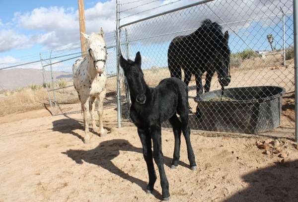 black-friesian-colt