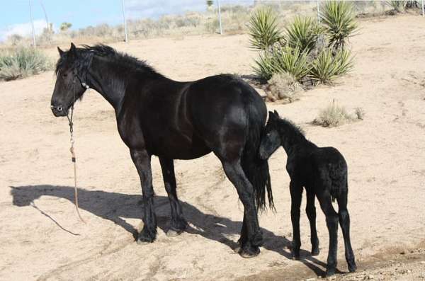 black-breeding-horse