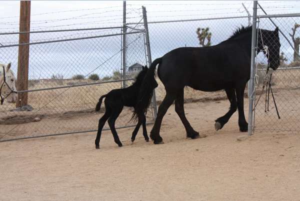 black-natural-horsemanship-training-horse