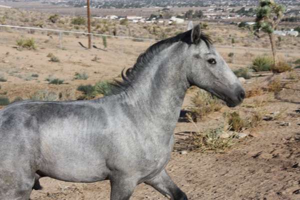 none-horse