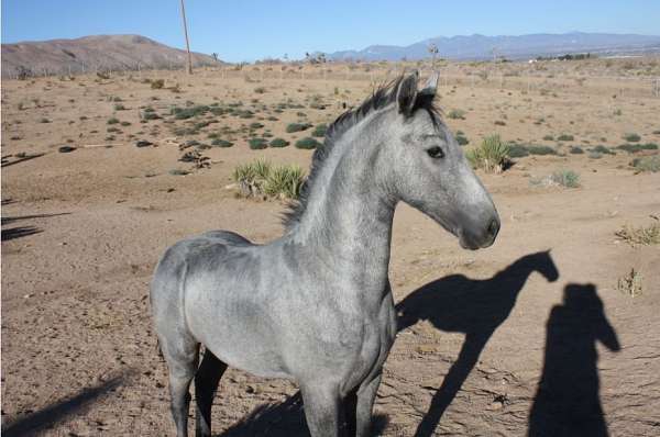 black-none-horse