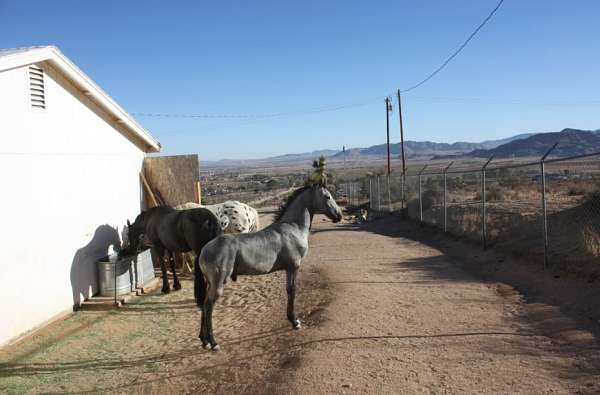 breeding-friesian-horse