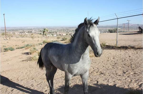 natural-horsemanship-training-friesian-horse