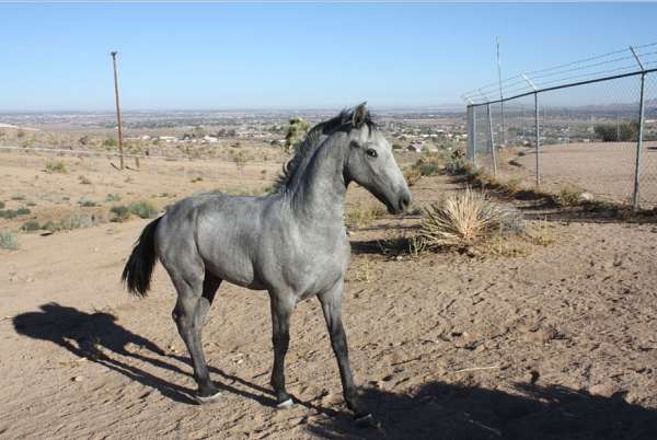 black-beginner-horse