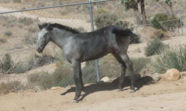 black-breeding-horse