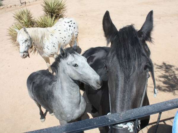 black-natural-horsemanship-training-horse