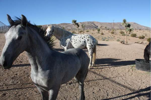 breeding-colt