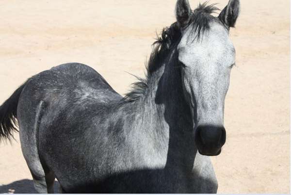 natural-horsemanship-training-colt