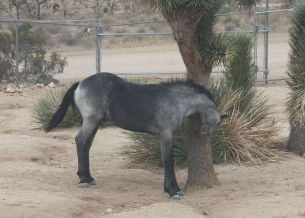 beginner-horse