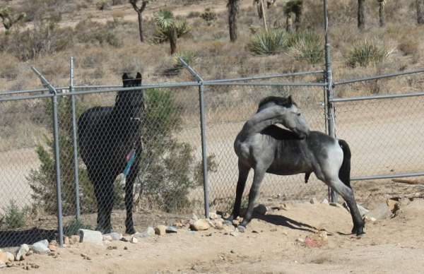 breeding-horse