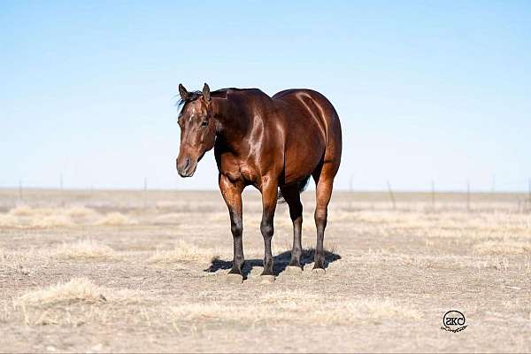 athletic-quarter-horse