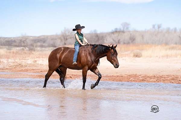 flashy-quarter-horse