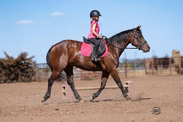 husband-safe-quarter-horse