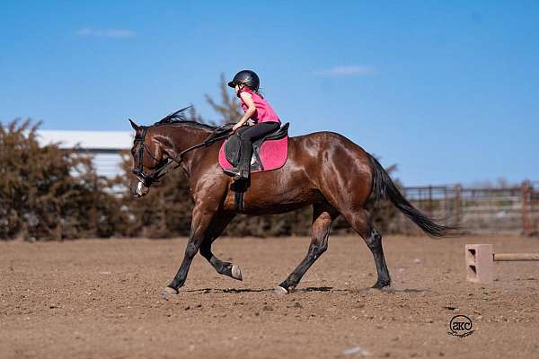 ranch-versatility-quarter-horse