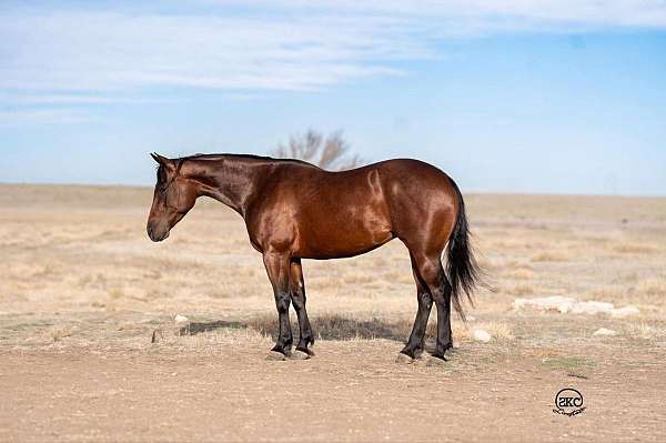 ranch-work-quarter-horse