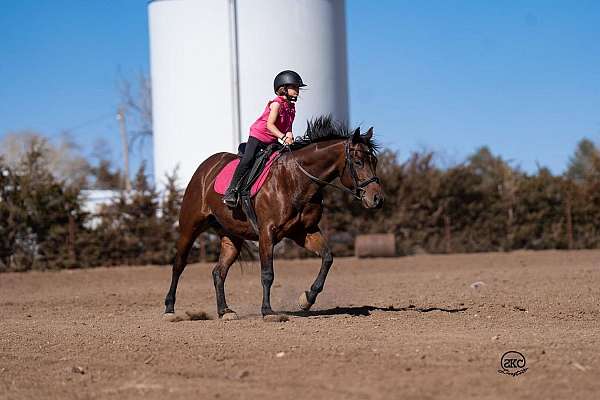 ridden-english-quarter-horse