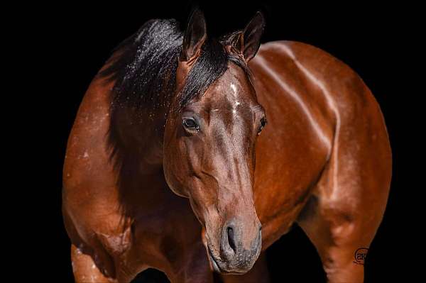 ridden-western-quarter-horse