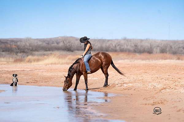 show-quarter-horse