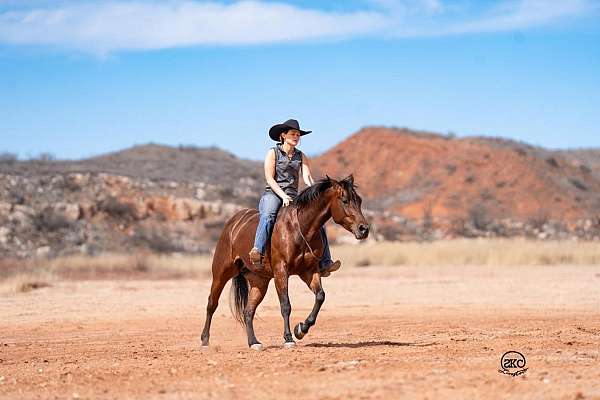 working-cow-quarter-horse