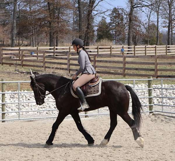 dressage-friesian-horse