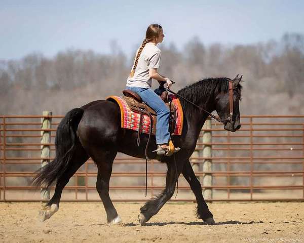 driving-friesian-horse