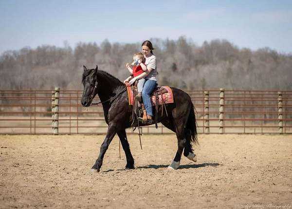 flashy-friesian-horse