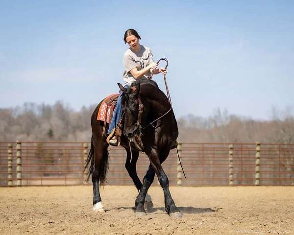 husband-safe-friesian-horse