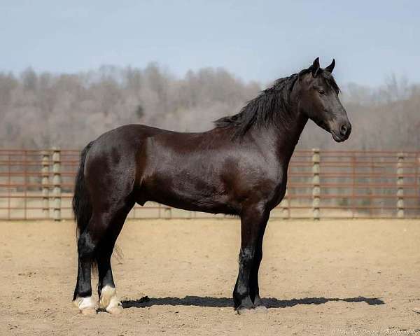 kid-safe-friesian-horse