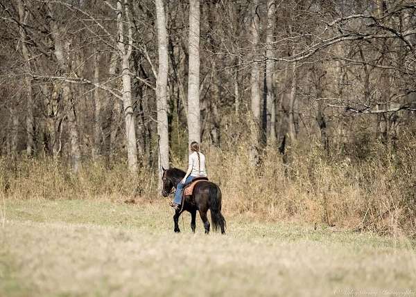 parade-friesian-horse