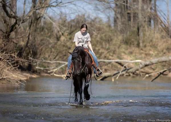 performance-friesian-horse