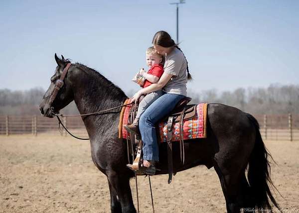 ridden-english-friesian-horse