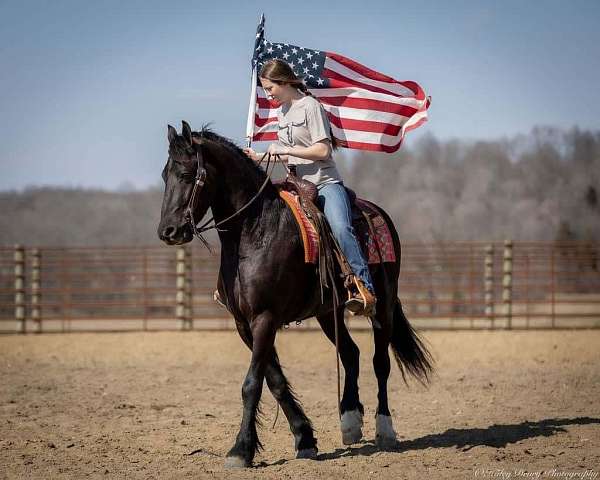 ridden-western-friesian-horse