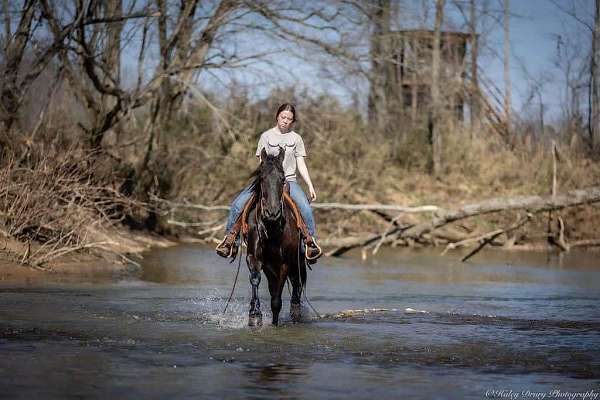 show-friesian-horse