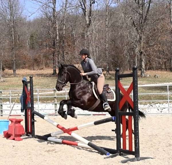 trail-riding-friesian-horse