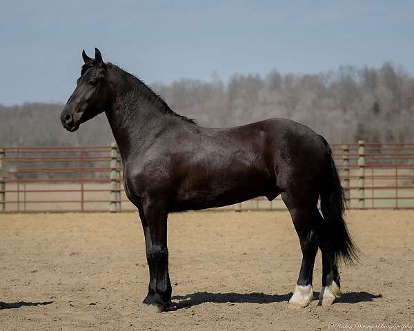 black-friesian-gelding