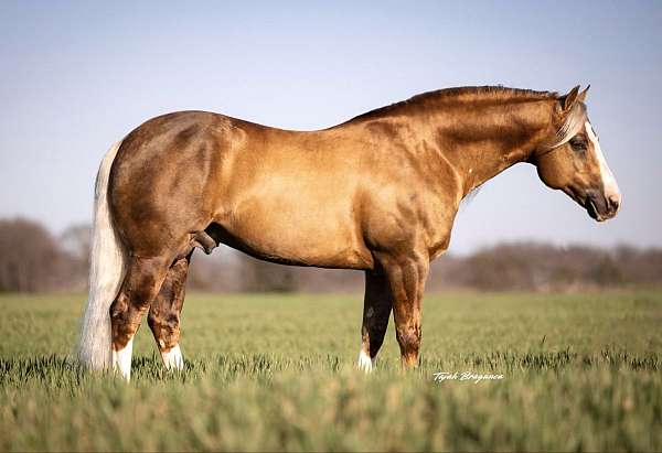 breeding-quarter-horse