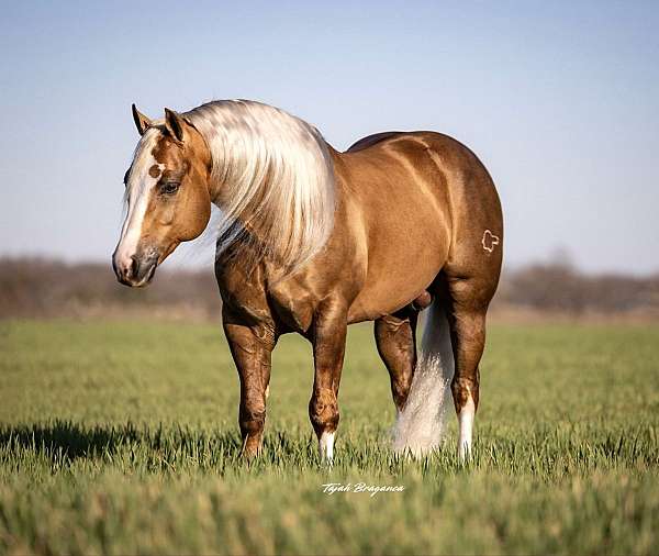 athletic-quarter-horse