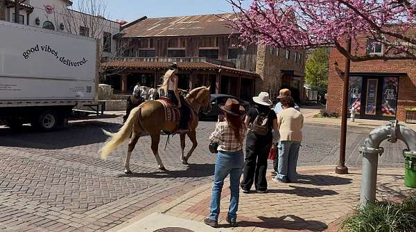 flashy-quarter-horse