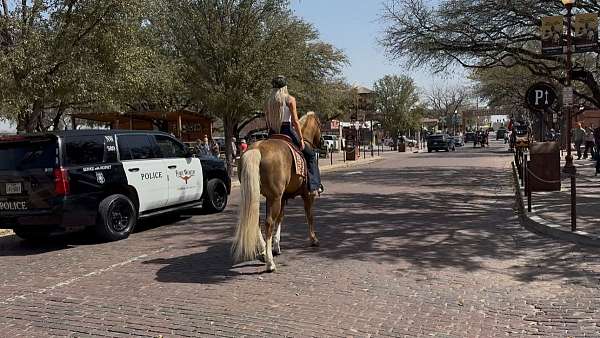 ranch-versatility-quarter-horse